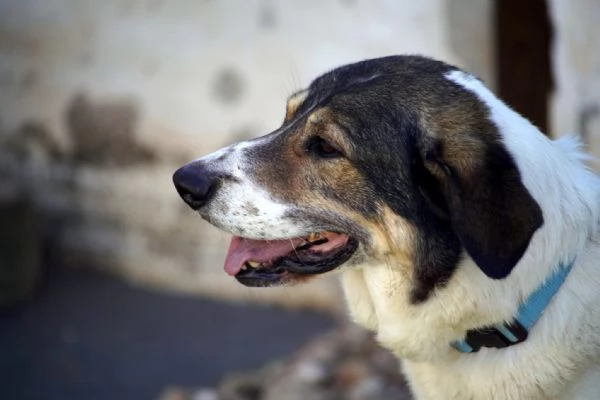 Mirò, cane equilibrato e affettuoso | Foto 3