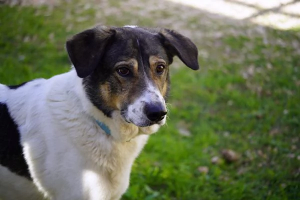 Mirò, cane equilibrato e affettuoso | Foto 2