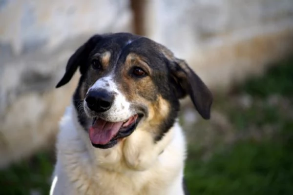 Mirò, cane equilibrato e affettuoso | Foto 1