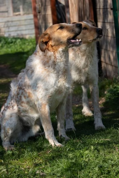 Dolci Baiocchi, meticcio 3 anni | Foto 2