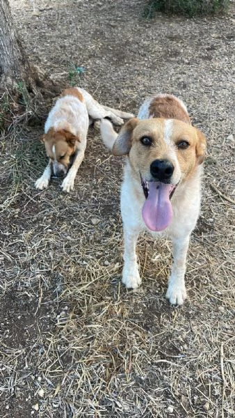 Dolci Baiocchi, meticcio 3 anni | Foto 1