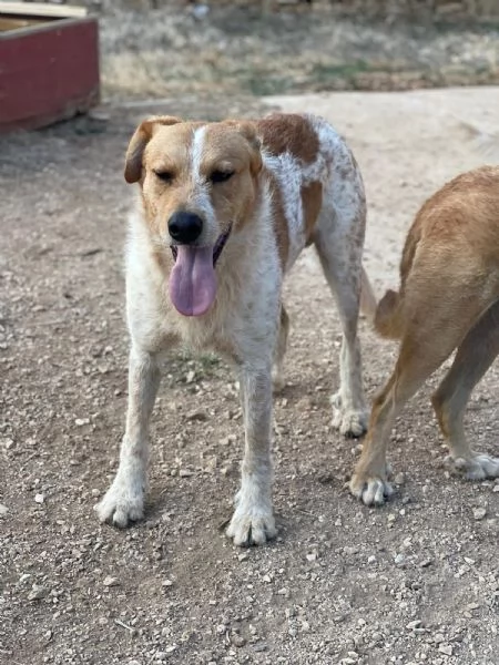 Dolci Baiocchi, meticcio 3 anni | Foto 0