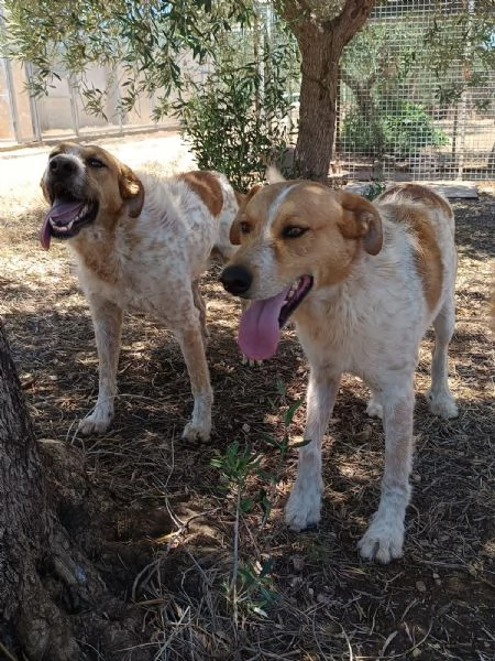 Dolci Baiocchi, meticcio 3 anni