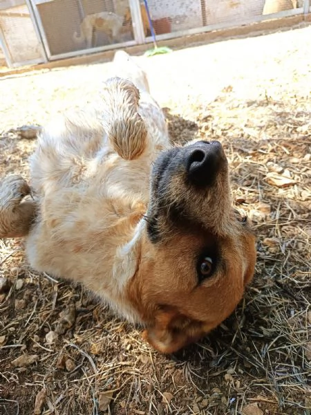 Maschietto meticcio 3 anni taglia medio grande | Foto 1