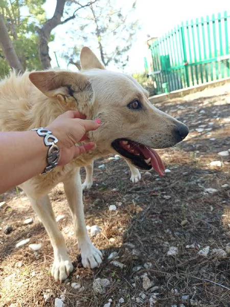 Ricky un cagnolino da sogno | Foto 5