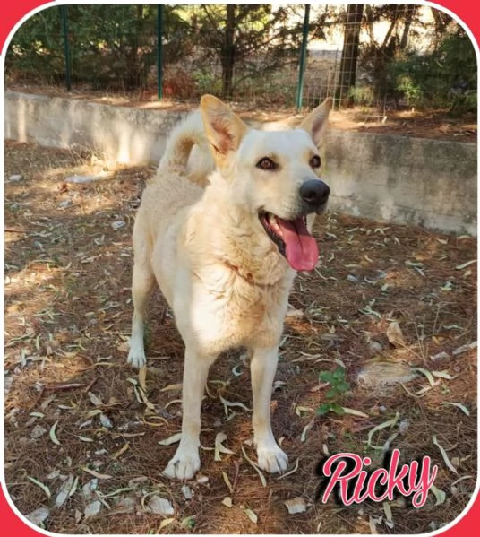 Ricky un cagnolino da sogno | Foto 4