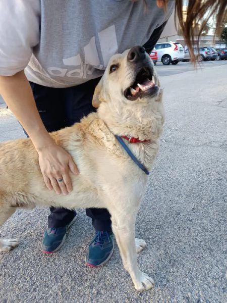 Cagnolino coccolone due anni taglia media | Foto 6