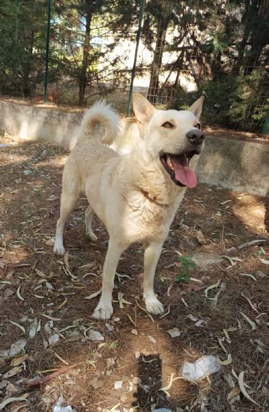 Cagnolino coccolone due anni taglia media | Foto 4