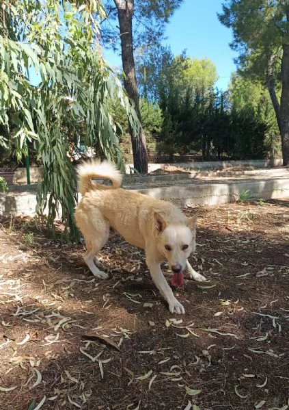 Cagnolino coccolone due anni taglia media | Foto 2