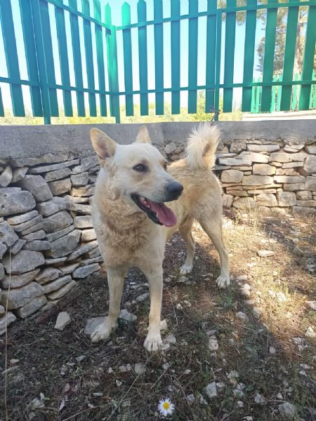 Cagnolino coccolone due anni taglia media