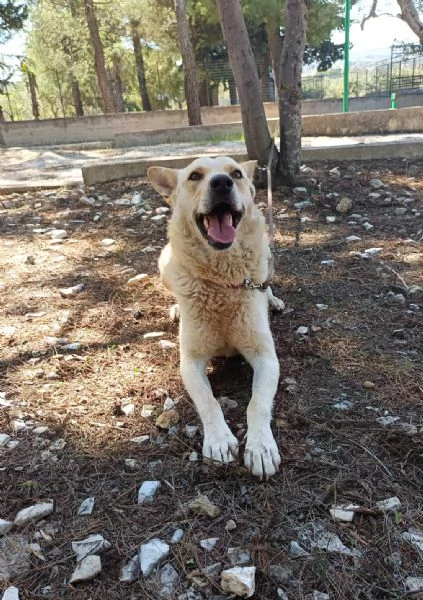 Ricky un lupetto ambrato di due anni | Foto 2