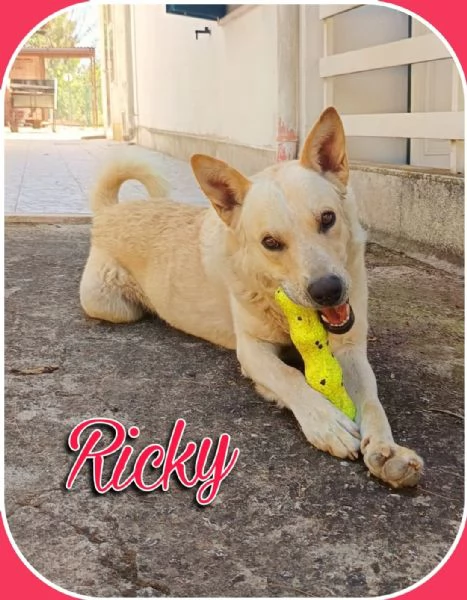 Ricky un lupetto ambrato di due anni | Foto 1