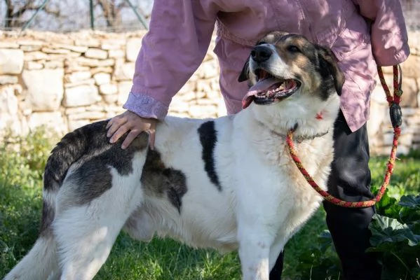 Mirò cane adulto taglia grande super dolce