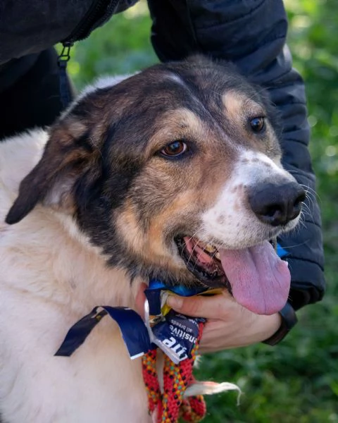 Mirò cane adulto taglia grande super dolce | Foto 2