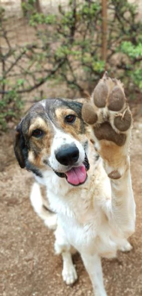 Mirò cane adulto taglia grande super dolce | Foto 1