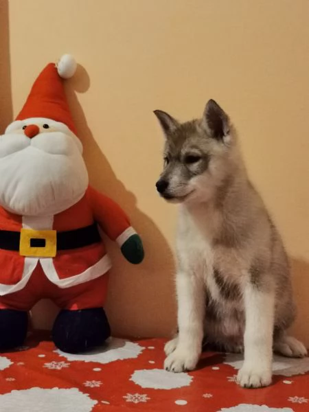 Siberian Husky di Alta Geneologia (Agouti) 