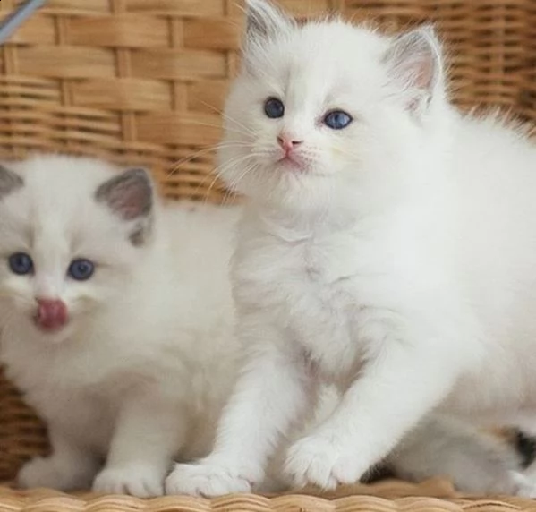 gattini ragdoll con occhi azzurri meravigliosamente colorati | Foto 0