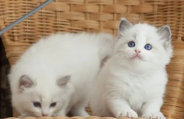 gattini ragdoll con occhi azzurri meravigliosamente colorati