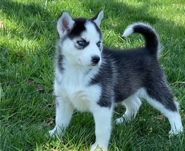 cuccioli di siberian husky