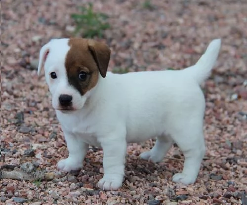 bellissimi cuccioli di jack russell terrier con pedigree, tricolori, bianco-arancio o completamente 