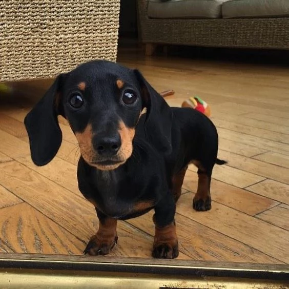 adorabili cuccioli di dalmata messi in adozione