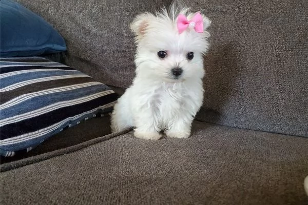  cuccioli maltesi bellissimi figli campioni 