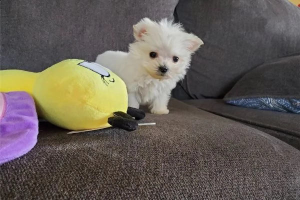  cuccioli maltesi bellissimi figli campioni  | Foto 0