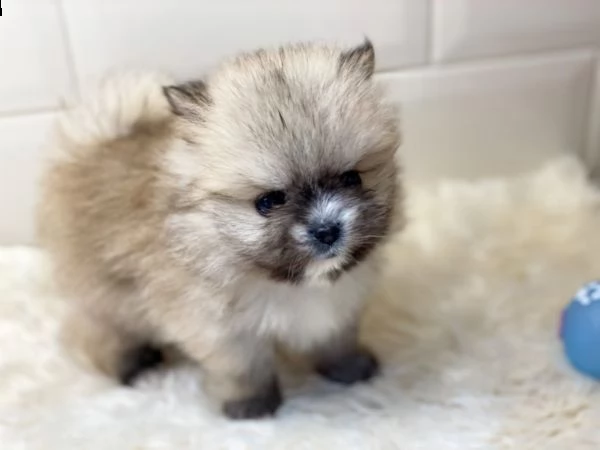 splindidi cuccioli volpino di pomerania | Foto 1