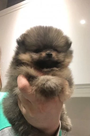 splindidi cuccioli volpino di pomerania | Foto 0