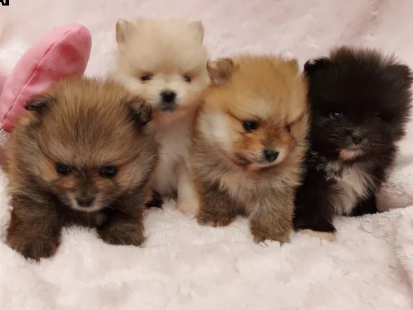 splindidi cuccioli volpino di pomerania