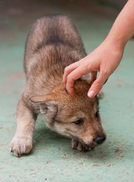 cuccioli lupo cecoslovacco maschio e femmina