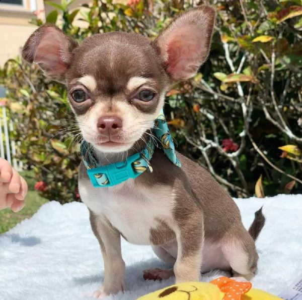 regalo piccoli cuccioli di chihuahua, i cuccioli verranno consegnati con microchip vaccini sverminaz