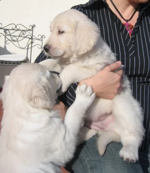 cuccioli golden retriever pronti