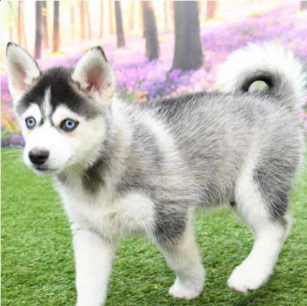 cuccioli di siberian husky registrati akc