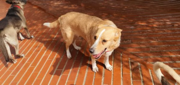 luce cagnolina di taglia media cerca adozione  | Foto 2