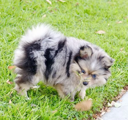 regalo volpino pomerania cuccioli 