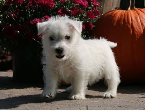   regalo adorabili cuccioli  west highland terrier bianco  femminucce e maschietti