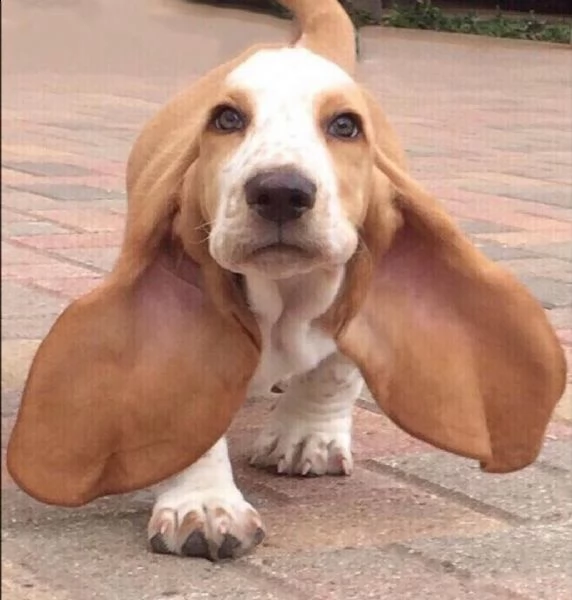 regalo cuccioli basset hound