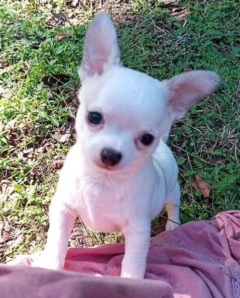 regalo cuccioli di chihuahua mini toy