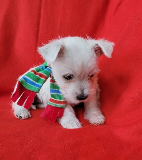 regalo adorabili cuccioli  west highland terrier bianco  femminucce e maschietti  gratuita