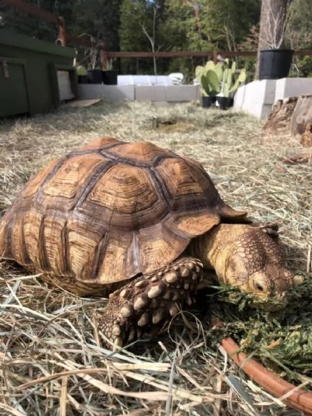 15 anni sulcata 100% het for ivory sulcata il mio avorio femmina si è rivelato essere maschio quin