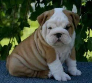 vendo bulldog inglese