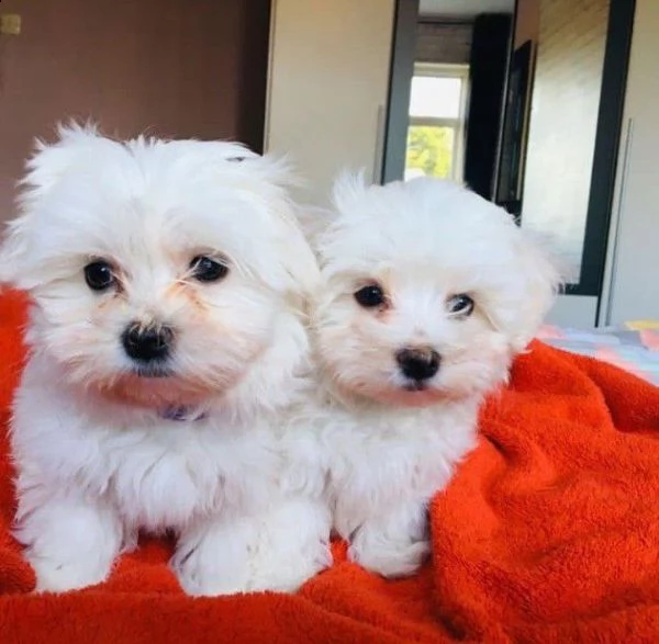 regalo micro maltese cuccioli disponibile per l'adozione  babarajean4[at]gmail[.com] adorabili cuccioli d