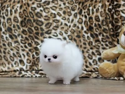 regalo volpino pomerania cuccioli