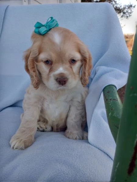 regalo bambini cocker spaniel cuccioli