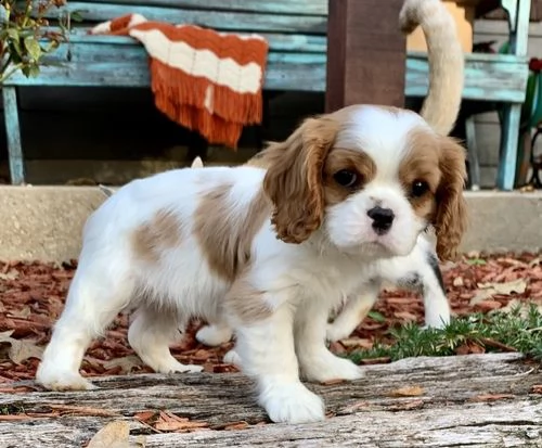 cuccioli di cavalier king  femminucce e maschietti per l'adozione gratuita 