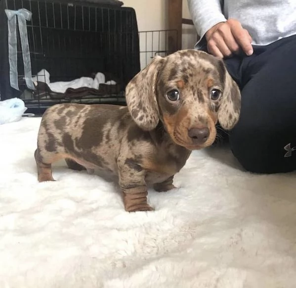  adorabili cuccioli bassotto femminucce e maschietti disponibili