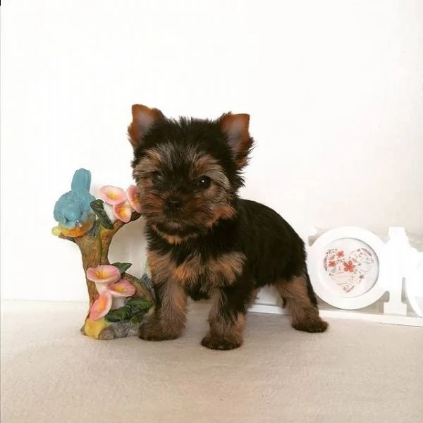 cuccioli di yorkshire terrier