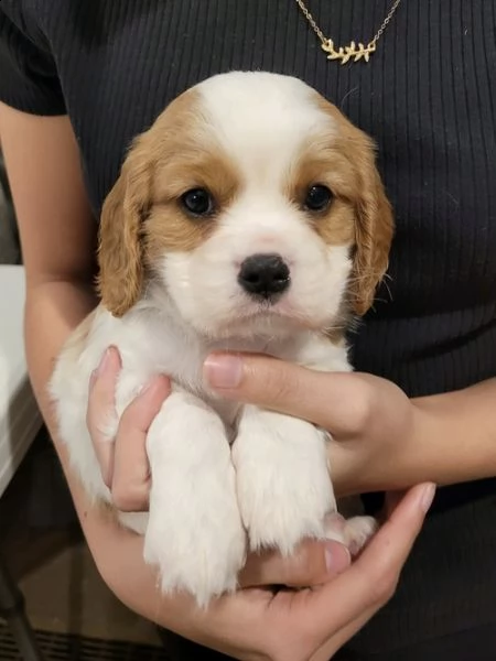 cuccioli di cavalier king  femminucce e maschietti per l'adozione