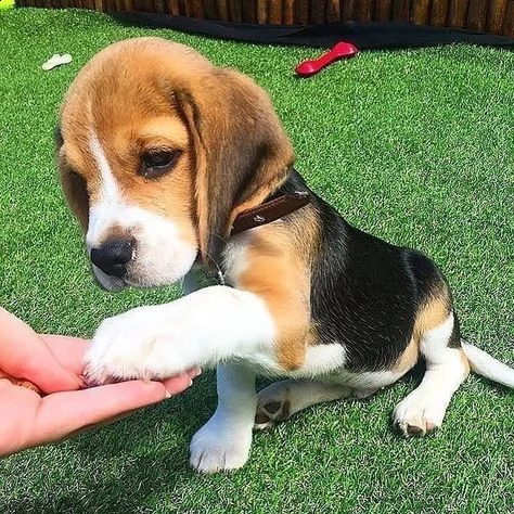 regalo cuccioli dolce e bella beagle stiamo dando questi nostri cuccioli sani maschi e femmine in un